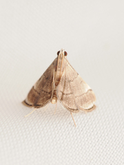 Cangetta hartoghialis