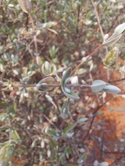 Pteronia ovalifolia