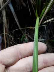 Carex lessoniana