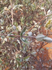 Pteronia ovalifolia