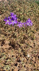 Leucocoryne coquimbensis