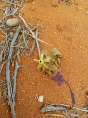 Lyperia