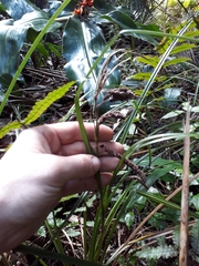 Carex lessoniana