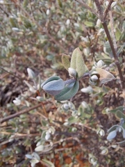 Pteronia ovalifolia