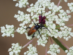 Pseudovadonia livida