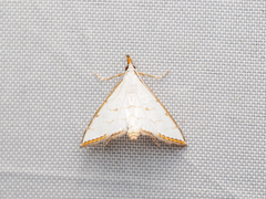 Ramila acciusalis