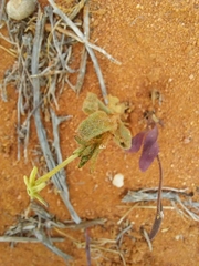 Lyperia