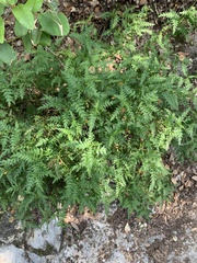 Chrysactinia pinnata