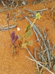 Lyperia
