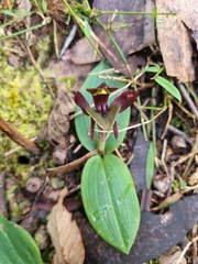 Chiloglottis valida
