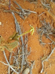 Lyperia