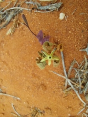 Lyperia
