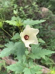 Hibiscus acicularis