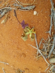 Lyperia