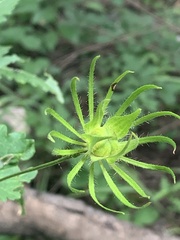 Hibiscus acicularis