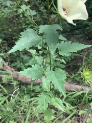 Hibiscus acicularis