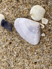 Latona deltoides