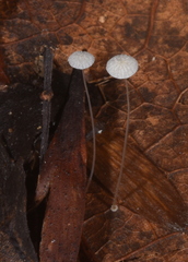 Mycena tenerrima
