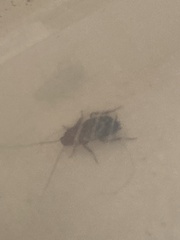 Periplaneta americana