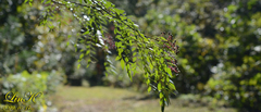Zanthoxylum schinifolium