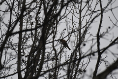 Fringilla montifringilla
