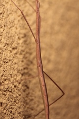 Parabacillus hesperus