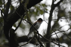 Hemixos castanonotus