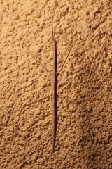 Parabacillus hesperus