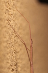 Parabacillus hesperus