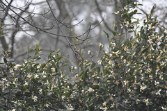 Hemixos castanonotus