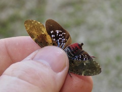 Copidocephala viridiguttata