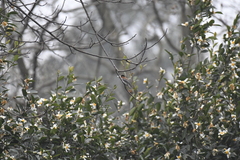 Hemixos castanonotus