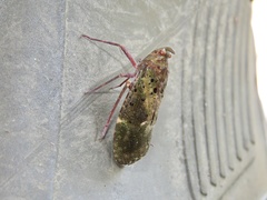 Copidocephala viridiguttata