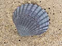 Pecten fumatus