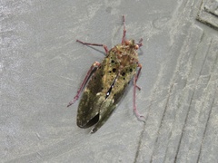 Copidocephala viridiguttata