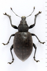 Liophloeus tessulatus