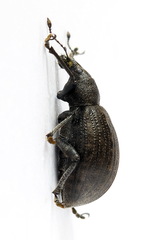 Liophloeus tessulatus