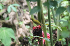 Arachnothera modesta