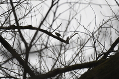 Phylloscopus proregulus