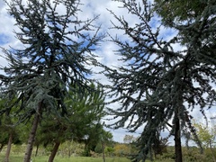 Cedrus