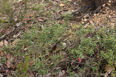 Correa reflexa scabridula