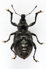 Liophloeus tessulatus