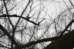 Phylloscopus proregulus