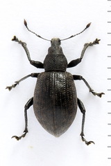 Liophloeus tessulatus