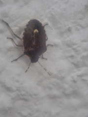 Holcostethus sphacelatus