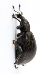 Liophloeus tessulatus