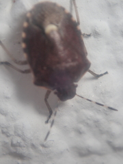 Holcostethus sphacelatus