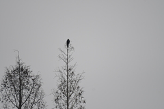 Corvus macrorhynchos