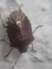 Holcostethus sphacelatus