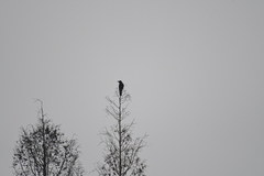 Corvus macrorhynchos